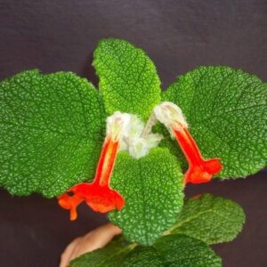 Sinningia bullata — Emerald Forest Plant