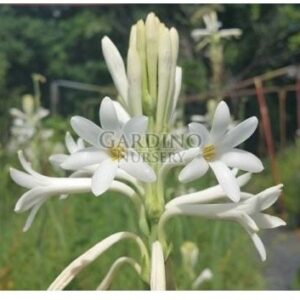 Polianthes tuberosa — Tuberose 'Single Flower'