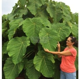 Macaranga grandifolia — Parasol Leaf Tree