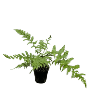 Calliandra brevipes — Brazilian Pink Powder Puff 'Pink Lilian'
