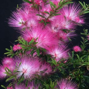 Calliandra brevipes — Brazilian Pink Powder Puff 'Pink Lilian'