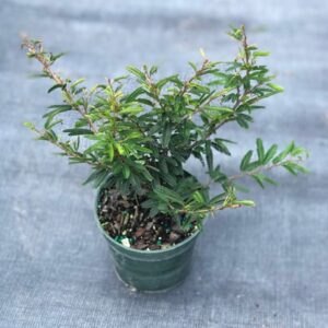Polianthes tuberosa — Tuberose 'Double Flower' — The Pearl