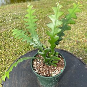 Polianthes tuberosa — Tuberose 'Single Flower'