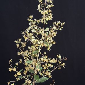 Lawsonia inermis — Henna