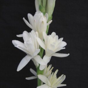 Polianthes tuberosa — Tuberose 'Double Flower' — The Pearl