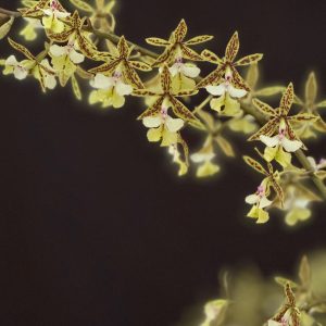 Epidendrum stamfordianum — Epidendrum Orchid (4" hanging basket)