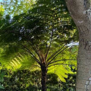 Cyathea cooperi — Australian Tree Fern