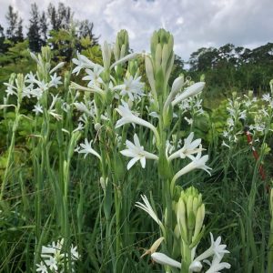 Polianthes tuberosa — Tuberose 'Single Flower'