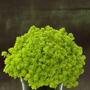 Sedum requieni — Miniature Stonecrop