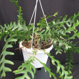 Cryptocereus anthonyanus — Ric Rac Cactus