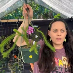Gardino Nursery live sale on Palmstreet