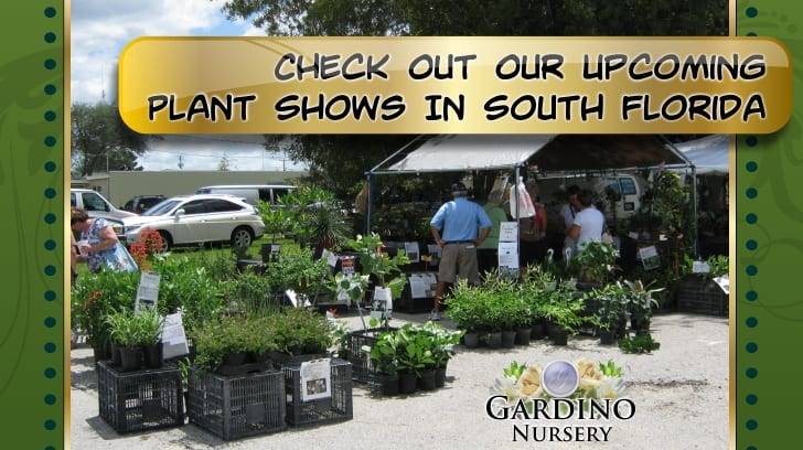 A view inside Gardino Nursery's greenhouse